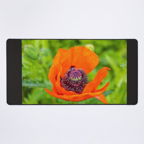 Item preview, UK. Scotland. Stirling Castle. Garden. Poppy Flower. designed and sold by vadim19.