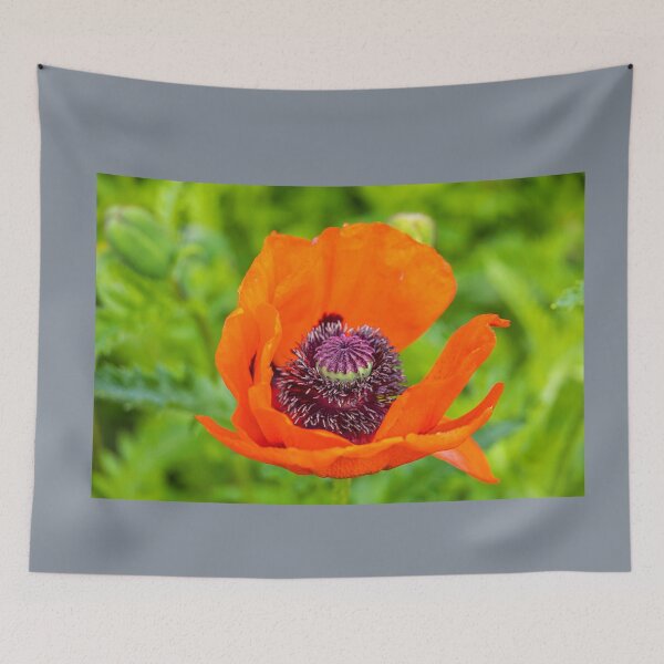 Item preview, UK. Scotland. Stirling Castle. Garden. Poppy Flower. designed and sold by vadim19.