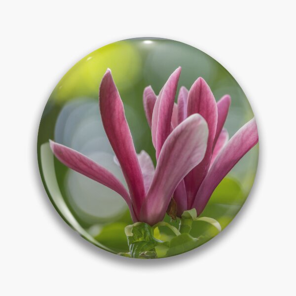 Item preview, UK. Scotland. Edinburgh. Palace of Holyroodhouse. Garden. Magnolia. designed and sold by vadim19.