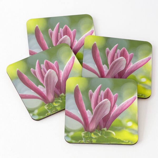 Item preview, UK. Scotland. Edinburgh. Palace of Holyroodhouse. Garden. Magnolia. designed and sold by vadim19.