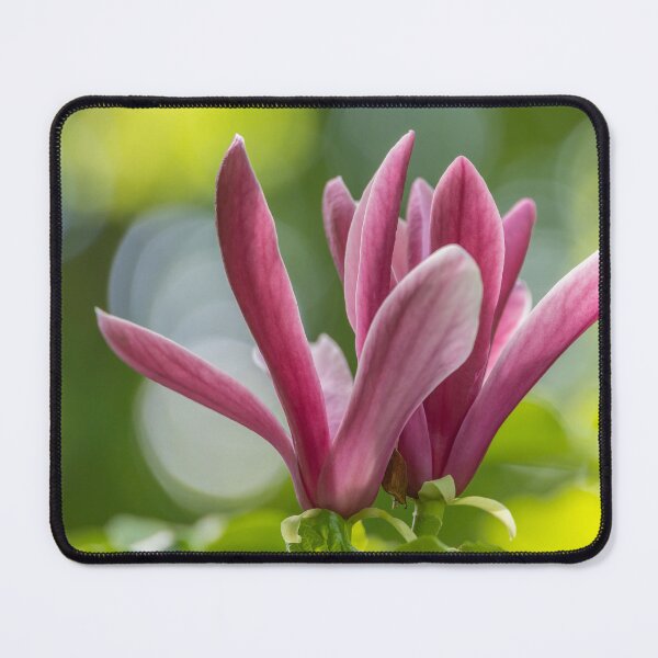 Item preview, UK. Scotland. Edinburgh. Palace of Holyroodhouse. Garden. Magnolia. designed and sold by vadim19.