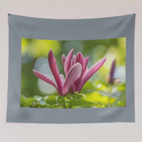 Item preview, UK. Scotland. Edinburgh. Palace of Holyroodhouse. Garden. Magnolia. designed and sold by vadim19.