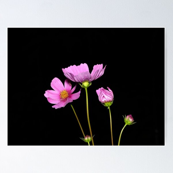 Item preview, Cosmos at Night designed and sold by Frankie Cat Photography.