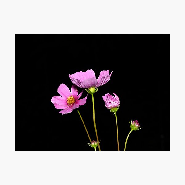 Item preview, Cosmos at Night designed and sold by Frankie Cat Photography.