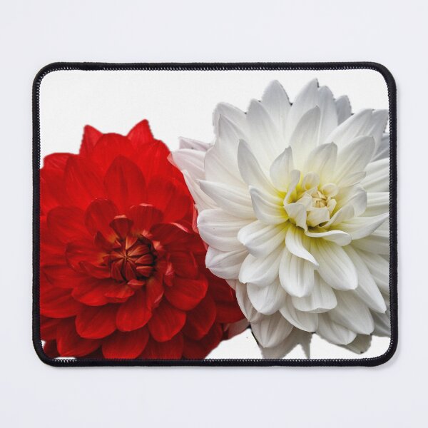 Item preview, Red and White Dahlias designed and sold by Ruby Power.