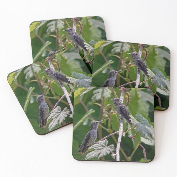 Item preview, Two Female Anna's Hummingbirds  designed and sold by CarolM.