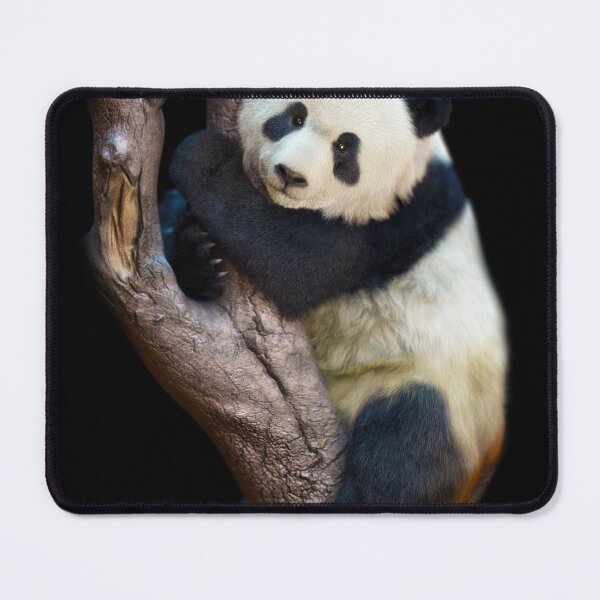 Item preview, Hyper-Realistic Panda Climbing Tree – Gentle Wildlife Art designed and sold by Massimo Righi.