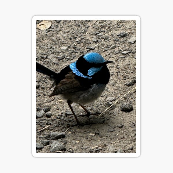 Blue Wren Sticker