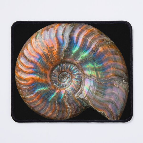 Item preview, Iridescent Ammonite Fossil designed and sold by Tridentulus.