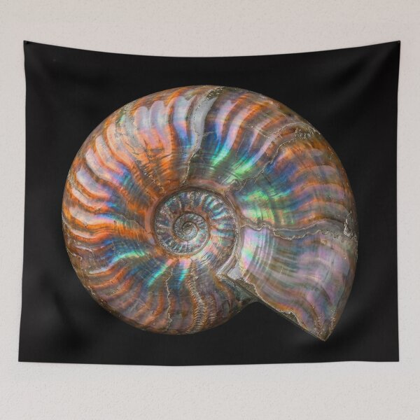 Item preview, Iridescent Ammonite Fossil designed and sold by Tridentulus.