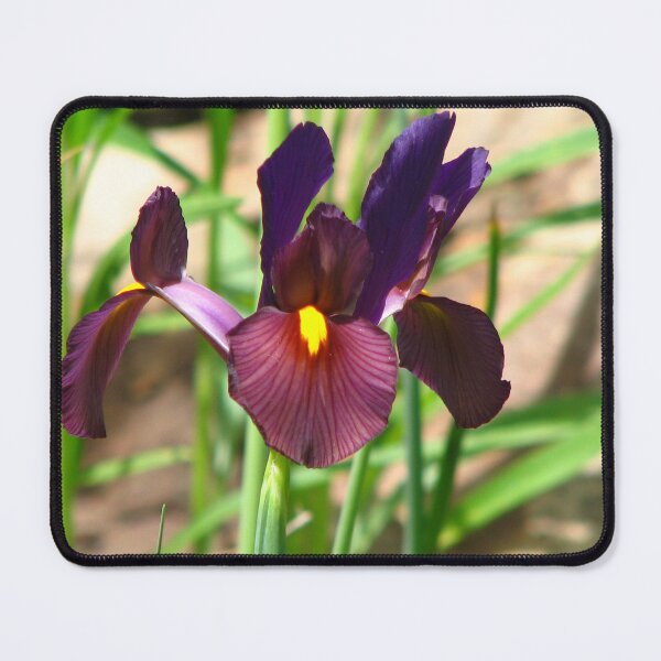 Item preview, Iris designed and sold by IndyLady.