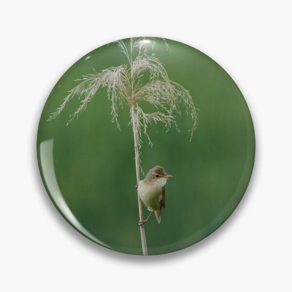 Item preview, Small warbler perched on reed stem designed and sold by Imagerisium.