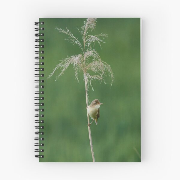Item preview, Small warbler perched on reed stem designed and sold by Imagerisium.