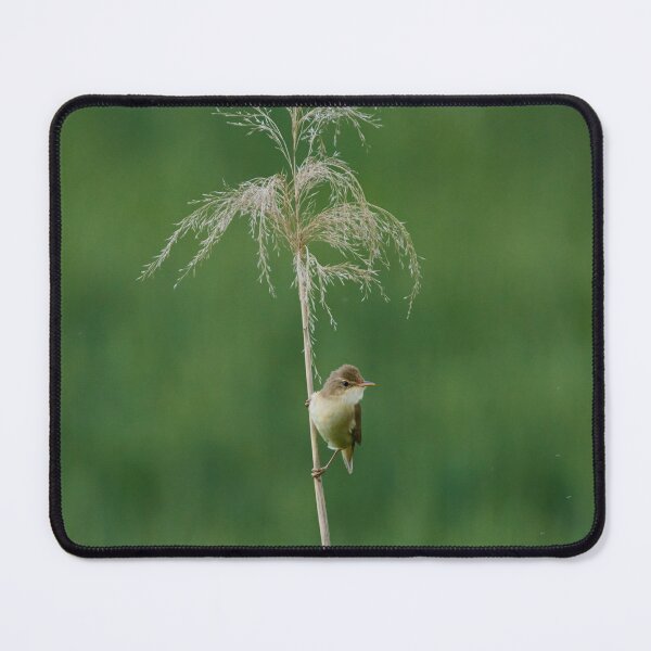 Item preview, Small warbler perched on reed stem designed and sold by Imagerisium.