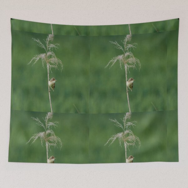 Item preview, Small warbler perched on reed stem designed and sold by Imagerisium.