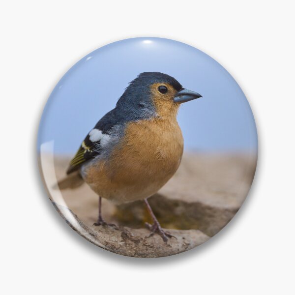 Item preview, Blue Tenerife finch on ground designed and sold by Imagerisium.