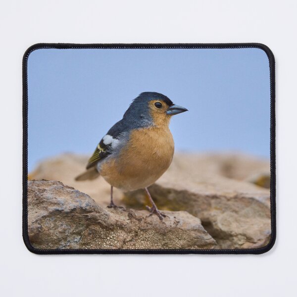 Item preview, Blue Tenerife finch on ground designed and sold by Imagerisium.