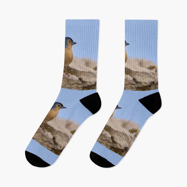 Item preview, Blue Tenerife finch on ground designed and sold by Imagerisium.