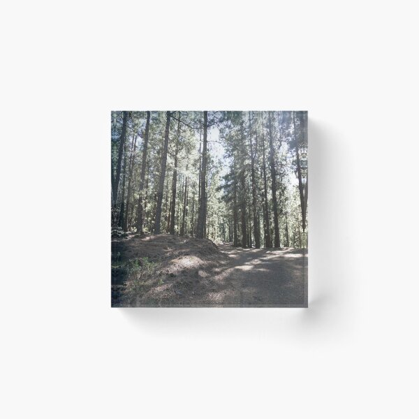 Item preview, Peaceful Pine Forest Path – Calming Nature & Woodland View designed and sold by Koimak.