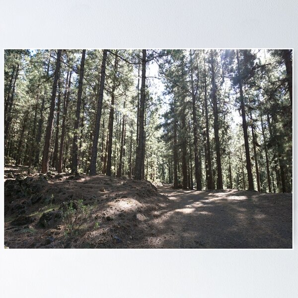 Item preview, Peaceful Pine Forest Path – Calming Nature & Woodland View designed and sold by Koimak.