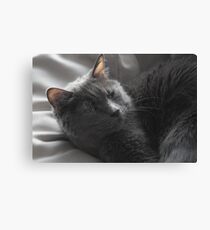Kitteh Kitteh Canvas Print
