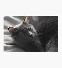 Kitteh Kitteh Photographic Print