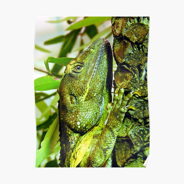 Frilled-necked Lizard Poster