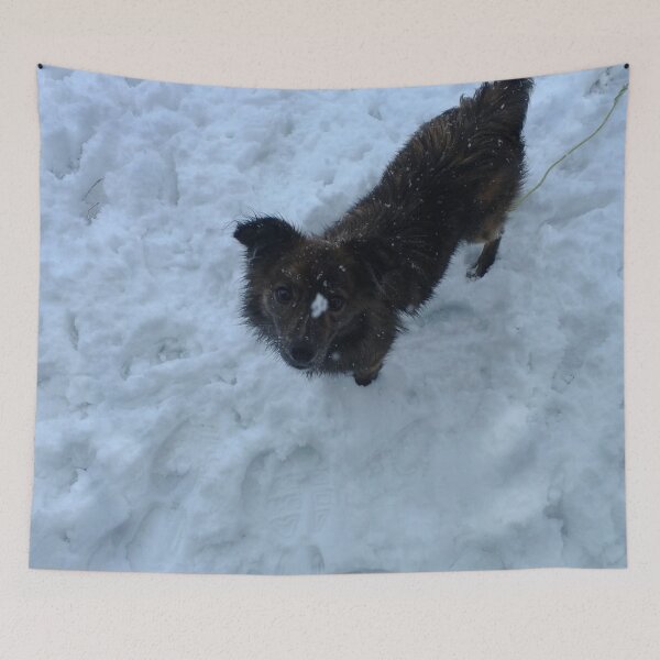 Item preview, Dog in snow designed and sold by J+J Photography.