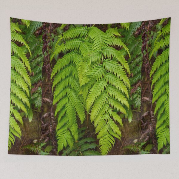 Item preview, Closeup of fern in laurisilva forest designed and sold by Imagerisium.