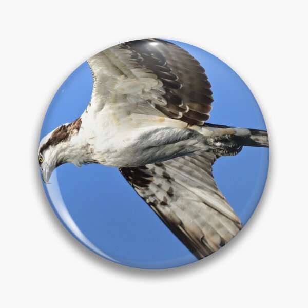 Item preview, Looking for supper  designed and sold by Glennphotos.