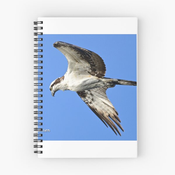Item preview, Looking for supper  designed and sold by Glennphotos.