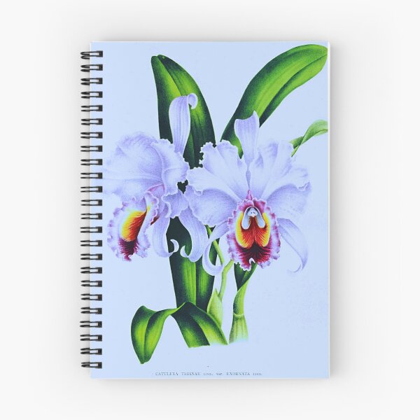 Item preview, Cattleya trianae neon designed and sold by NightRaida.