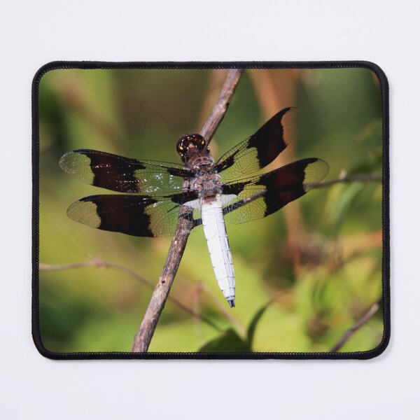 Item preview, Common Whitetail designed and sold by Kerri Ann McClellan.