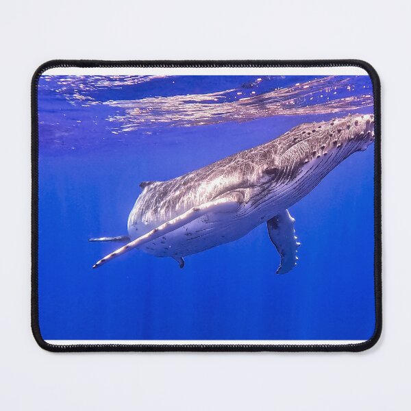 Item preview, Curious Humpback Calf designed and sold by Infinite-Moon.