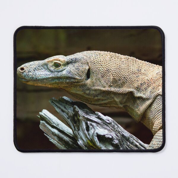 Item preview, Ancient Predator: Komodo Dragon Profile designed and sold by photosbyfebin.