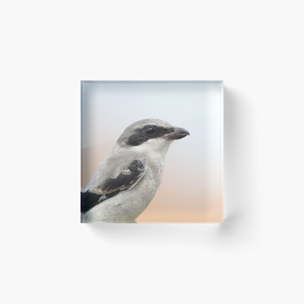 Item preview, Shrike designed and sold by mlorenz.