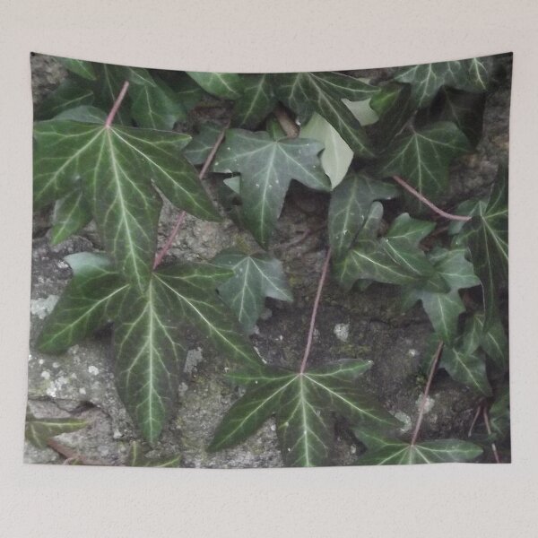 Item preview, Green Ivy, Hedera Helix designed and sold by Betulek.