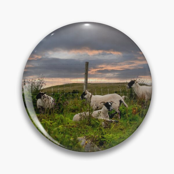 Item preview, Greenock Sunset Sheep designed and sold by RJW Images.
