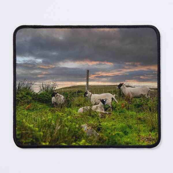 Item preview, Greenock Sunset Sheep designed and sold by RJW Images.
