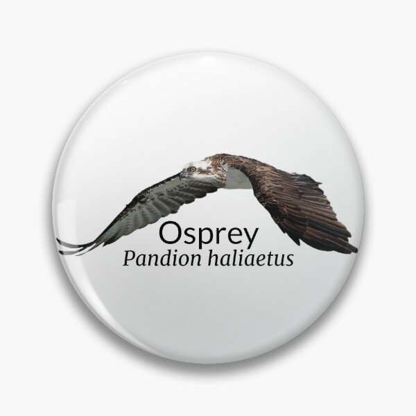 Item preview, Osprey Australian Bird With Scientific Name  designed and sold by Barry Callister Photography.