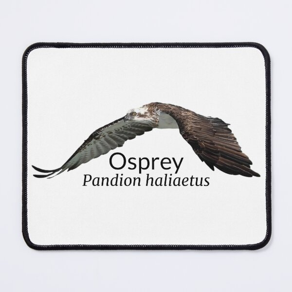 Item preview, Osprey Australian Bird With Scientific Name  designed and sold by Barry Callister Photography.