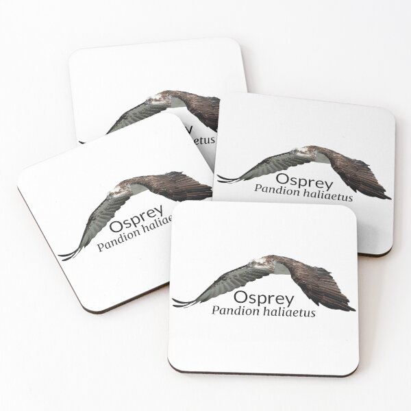 Item preview, Osprey Australian Bird With Scientific Name  designed and sold by Barry Callister Photography.