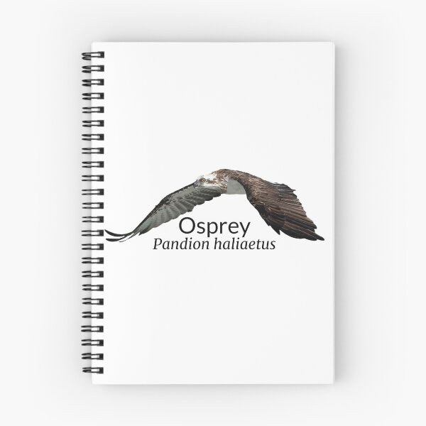Item preview, Osprey Australian Bird With Scientific Name  designed and sold by Barry Callister Photography.