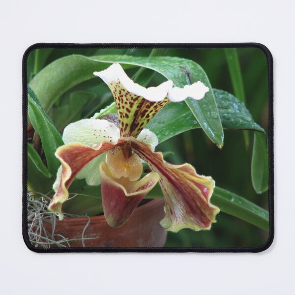 Item preview, Lady Slipper designed and sold by IndyLady.