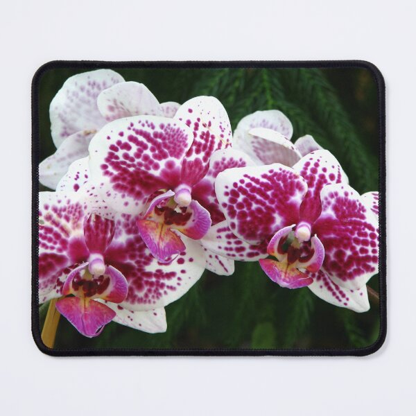 Item preview, Orchids designed and sold by IndyLady.