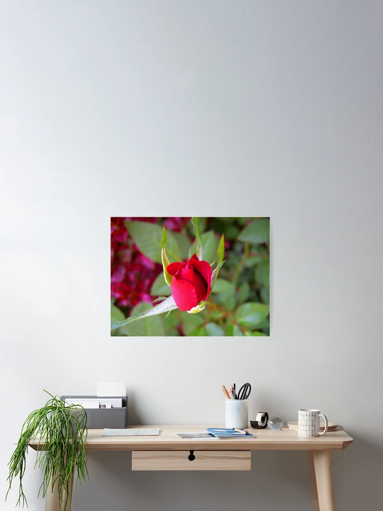 Thumbnail 2 of 3, Poster, *RED ROSE BUD* designed and sold by Van Coleman.