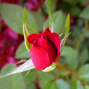 Artwork thumbnail, *RED ROSE BUD* by Van Coleman