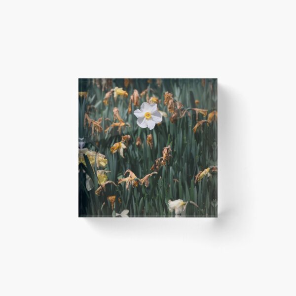 Item preview, Daffodil Flower Photograph designed and sold by aecloutier.