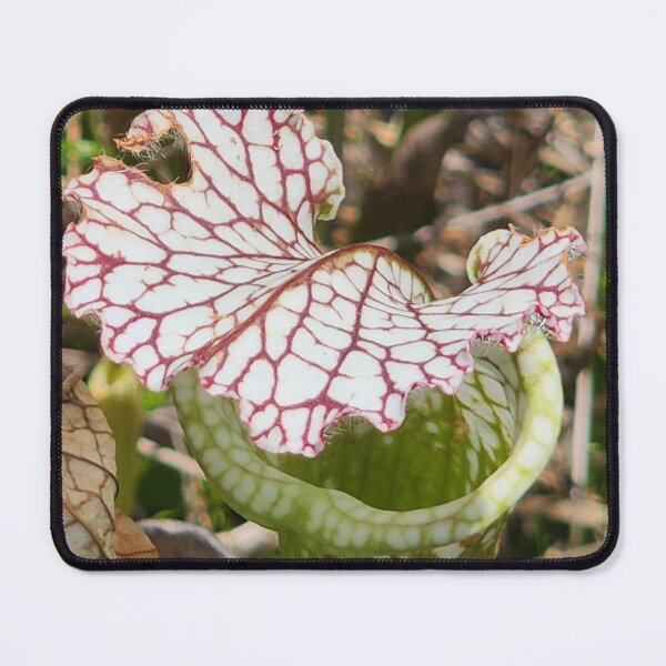 Item preview, Graceful Pitcher Plant designed and sold by Michelle Adams.