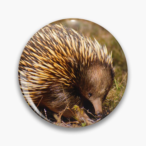 Item preview, Aussie Echidna designed and sold by jdrphotos.